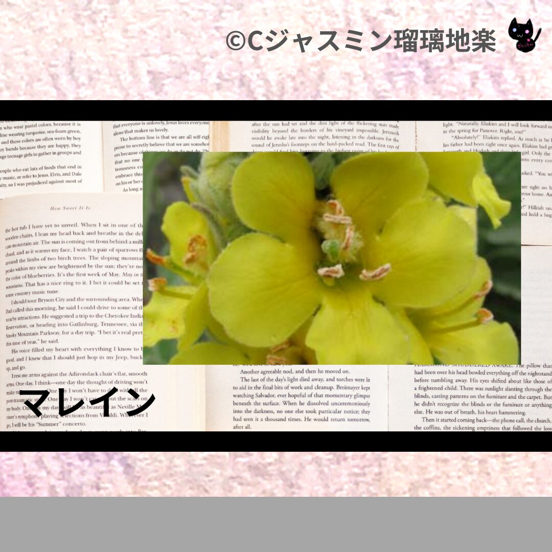 ベルガモットミントのアロマハーブプチ辞典クイズ用アイキャッチ＠botanical-study