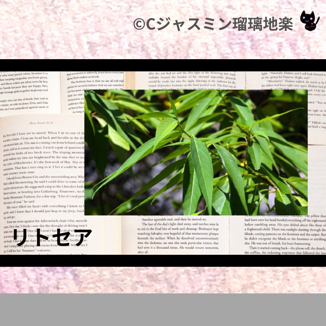 ベルガモットミントのアロマハーブプチ辞典クイズ用アイキャッチ＠botanical-study