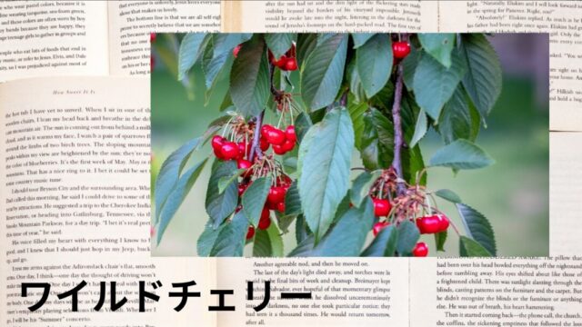 ワイルドチェリー：プチ辞典