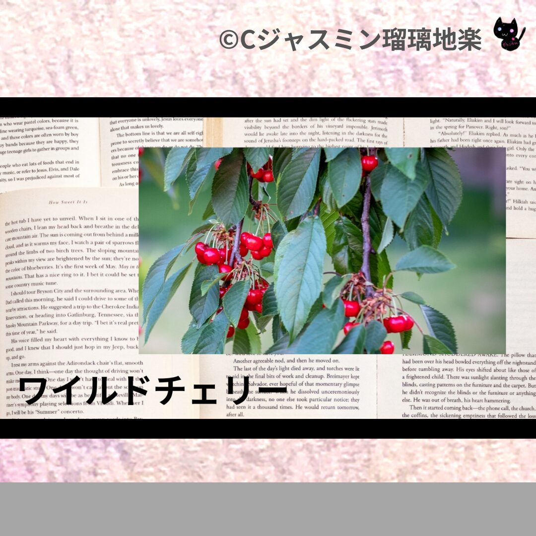 フェヌグリークのアロマハーブプチ辞典クイズ用アイキャッチ@botanical-study/ハーブ