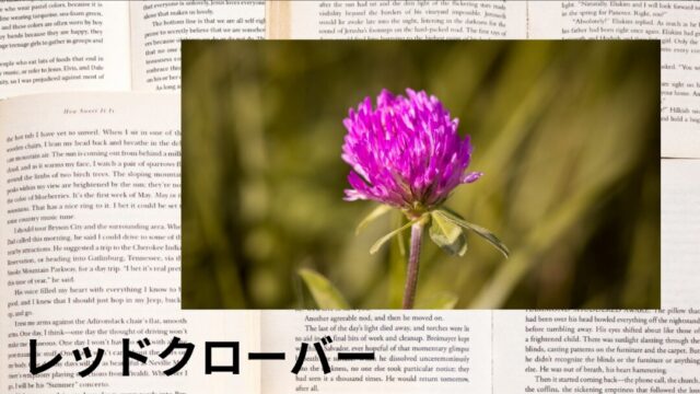 レッドクローバー:プチ辞典