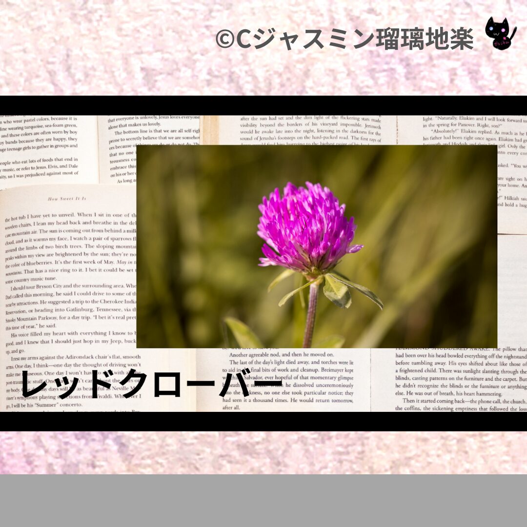 レッドクローバーのアロマハーブプチ辞典クイズ用アイキャッチ＠botanical-study/ハーブ