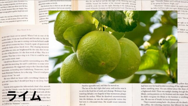 ライム:プチ辞典