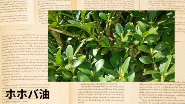 ホホバ油：プチ辞典