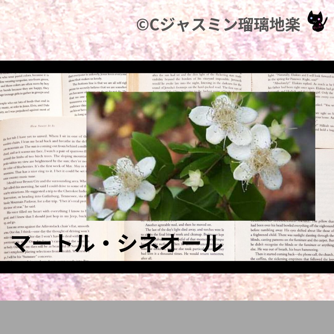 マートル・シネオールのアロマハーブプチ辞典クイズ用アイキャッチ＠botanical-study