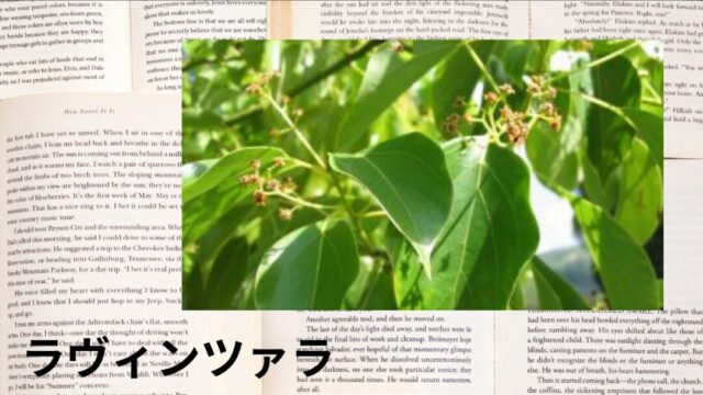 ラヴィンツァラ：プチ辞典