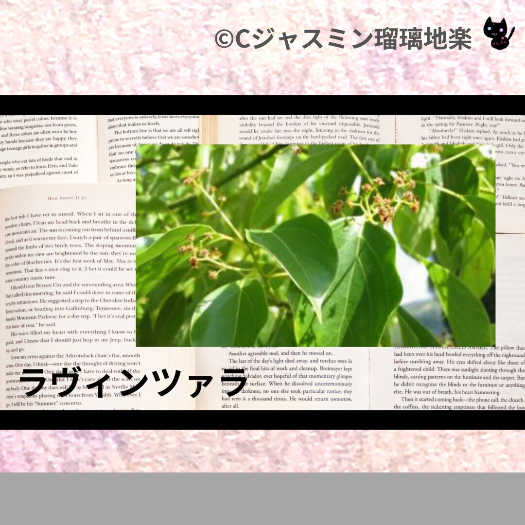 ラヴィンツァラのアロマハーブプチ辞典クイズ用アイキャッチ＠botanical-study