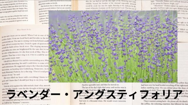 ラベンダー・アングスティフォリア:プチ辞典