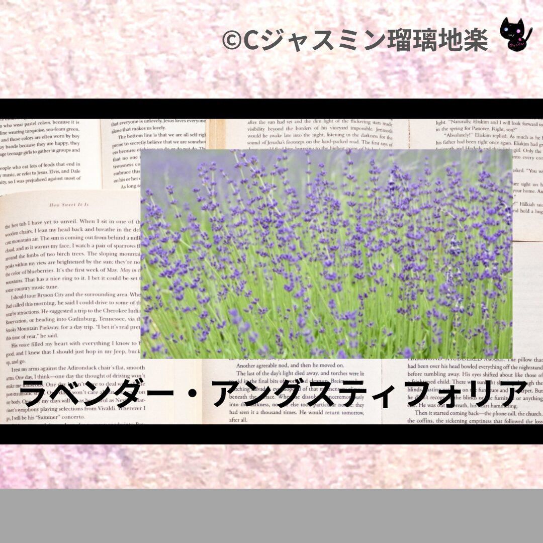 ラベンダー・アングスティフォリアのアロマハーブプチ辞典クイズ用アイキャッチ＠botanical-study