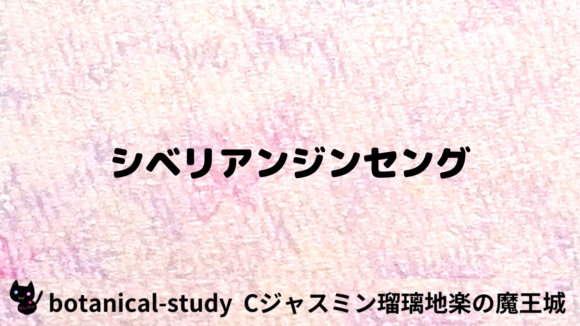 シベリアンジンセングのアロマハーブプチ辞典用アイキャッチ＠botanical-study/ハーブ