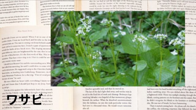 ワサビ：プチ辞典