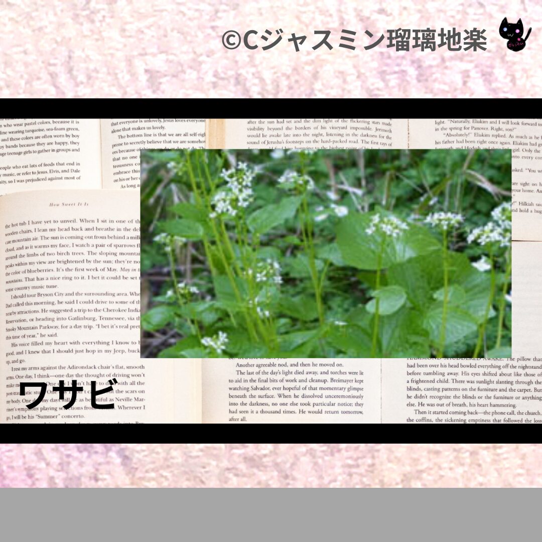 ベルガモットミントのアロマハーブプチ辞典クイズ用アイキャッチ@botanical-study