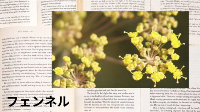 フェンネル：プチ辞典