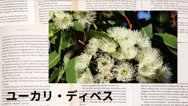 ユーカリ・ディベス：プチ辞典