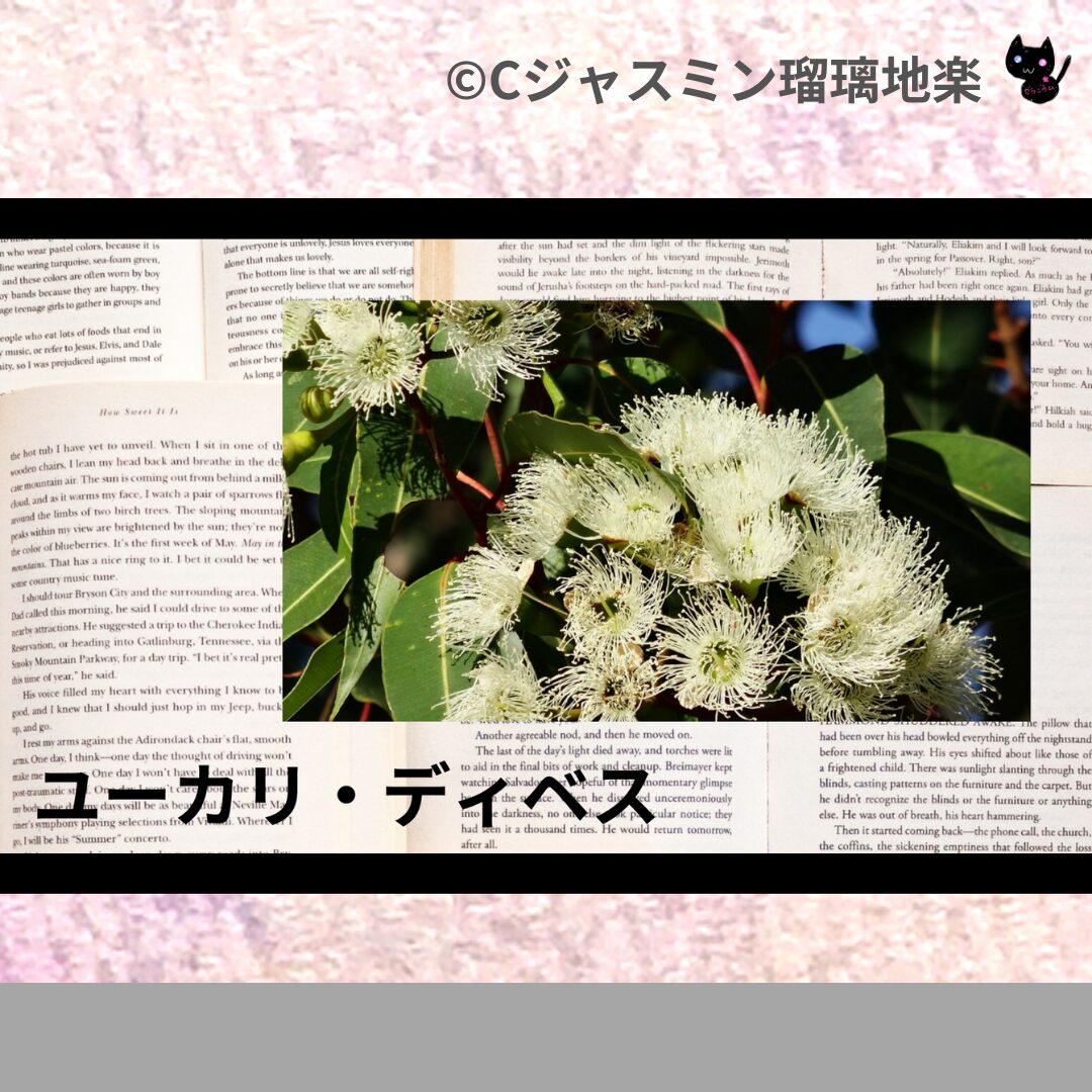 ユーカリ・ディベスのアロマハーブプチ辞典クイズ用アイキャッチ＠botanical-study