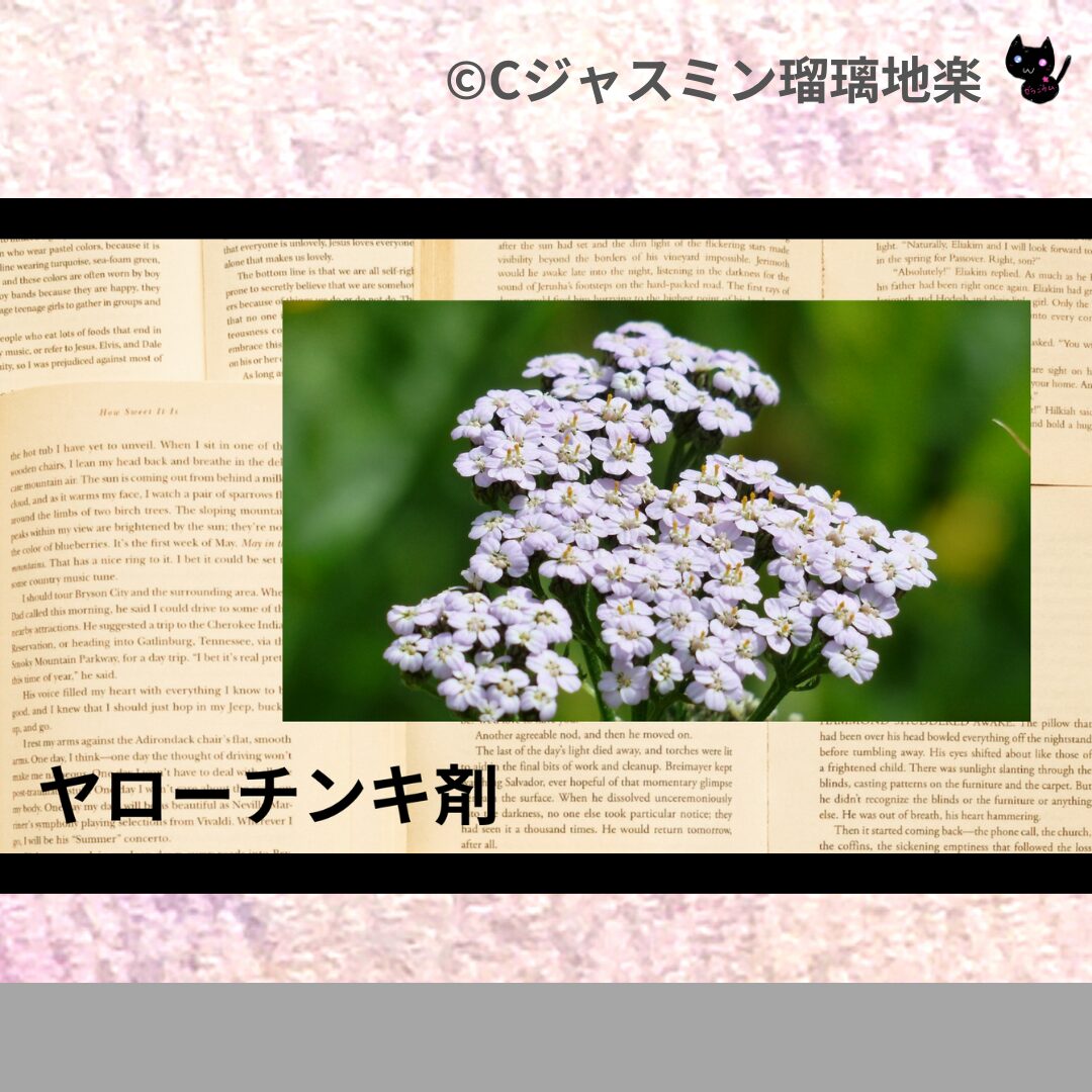 ヤローチンキ剤のアロマハーブプチ辞典クイズ用アイキャッチ＠botanical-study