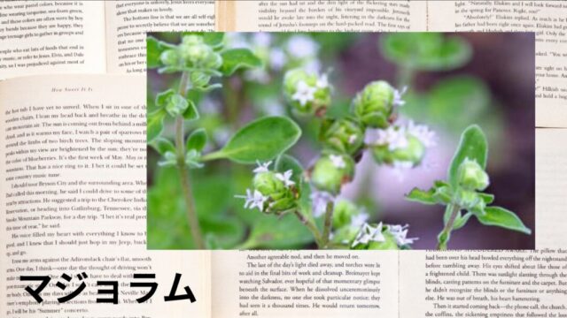 マジョラム：プチ辞典