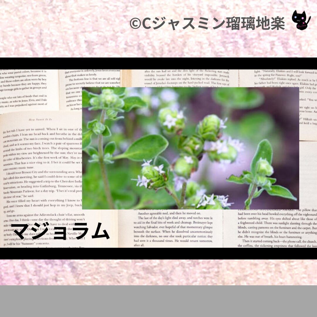 ベルガモットミントのアロマハーブプチ辞典クイズ用アイキャッチ＠botanical-study