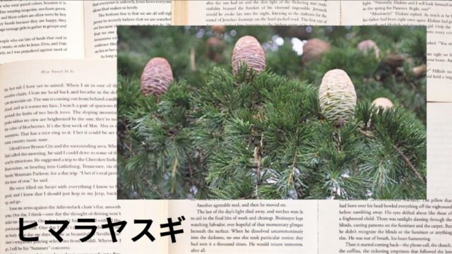 ヒマラヤスギ:プチ辞典