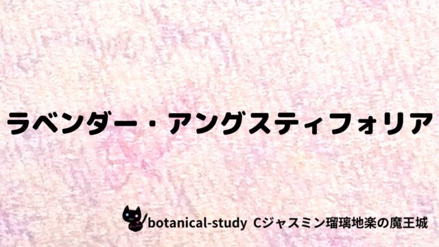 ラベンダー・アングスティフォリア：プチ辞典クイズ