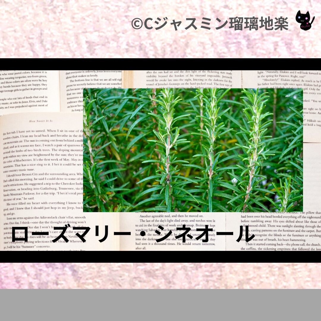 ローズマリー・シネオールのアロマハーブプチ辞典クイズ用アイキャッチ@botanical-study