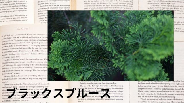 ブラックスプルース:プチ辞典