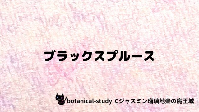 ブラックスプルース：プチ辞典クイズ