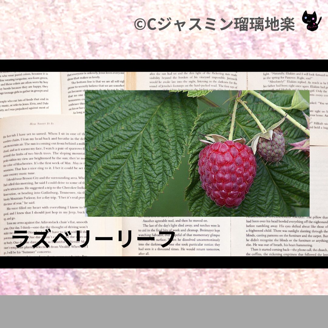 ラズベリーリーフのアロマハーブプチ辞典クイズ用アイキャッチ＠botanical-study/ハーブ
