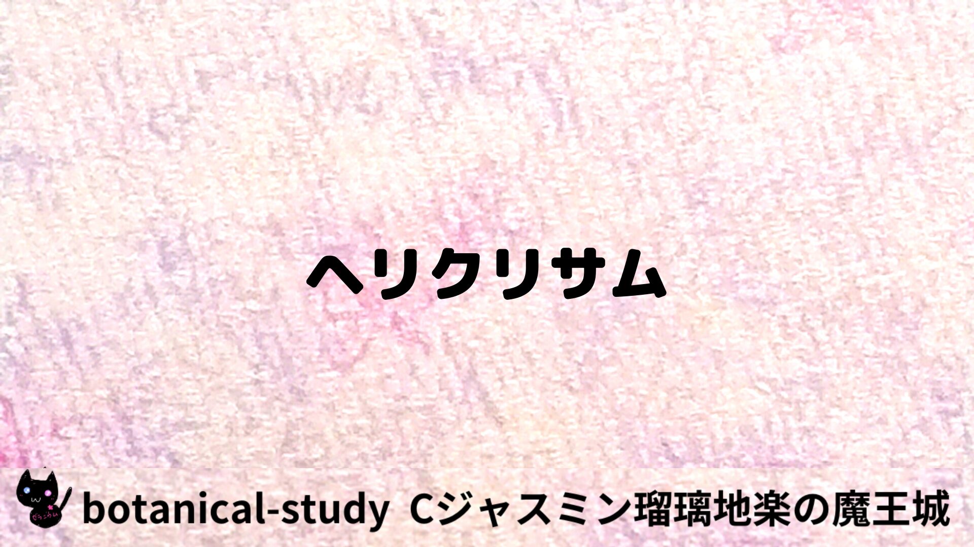 ヘリクリサムのアロマハーブプチ辞典用アイキャッチ＠botanical-study