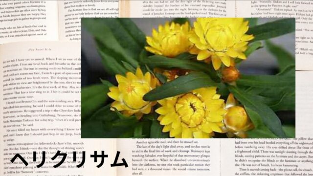 ヘリクリサム:プチ辞典