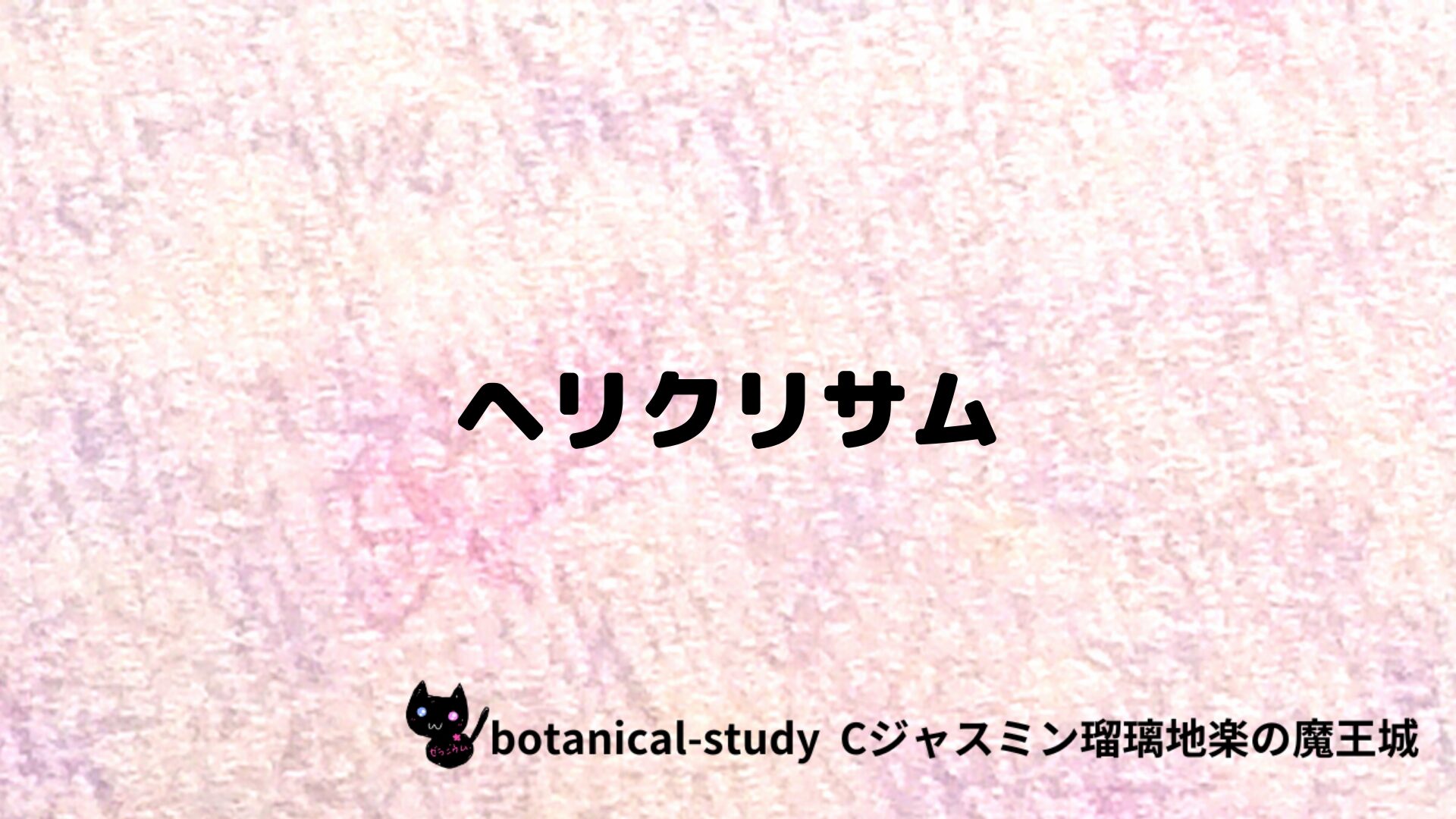 ヘリクリサムのアロマハーブプチ辞典クイズ用アイキャッチ＠botanical-study