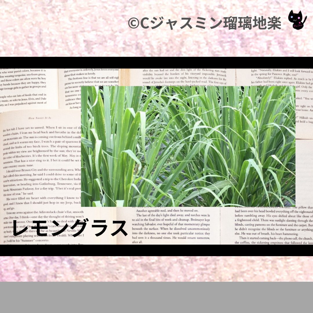 レモングラスのアロマハーブプチ辞典クイズ用アイキャッチ＠botanical-study/ハーブ