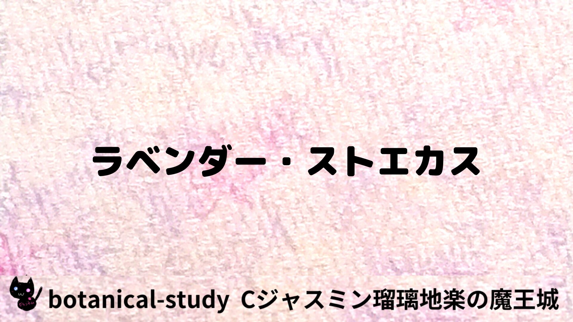 ラベンダー・ストエカスのアロマハーブプチ辞典用アイキャッチ＠botanical-study