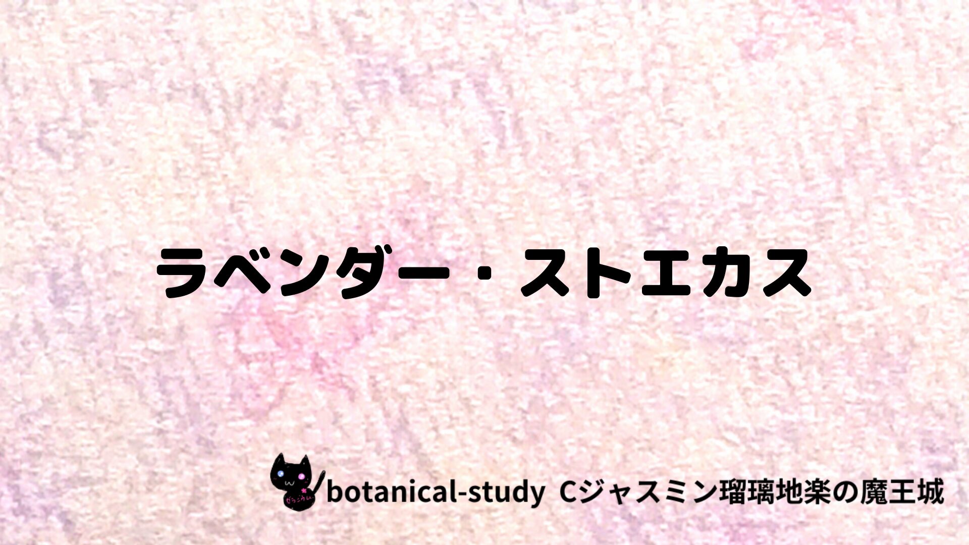 ラベンダー・ストエカスのアロマハーブプチ辞典クイズ用アイキャッチ＠botanical-study