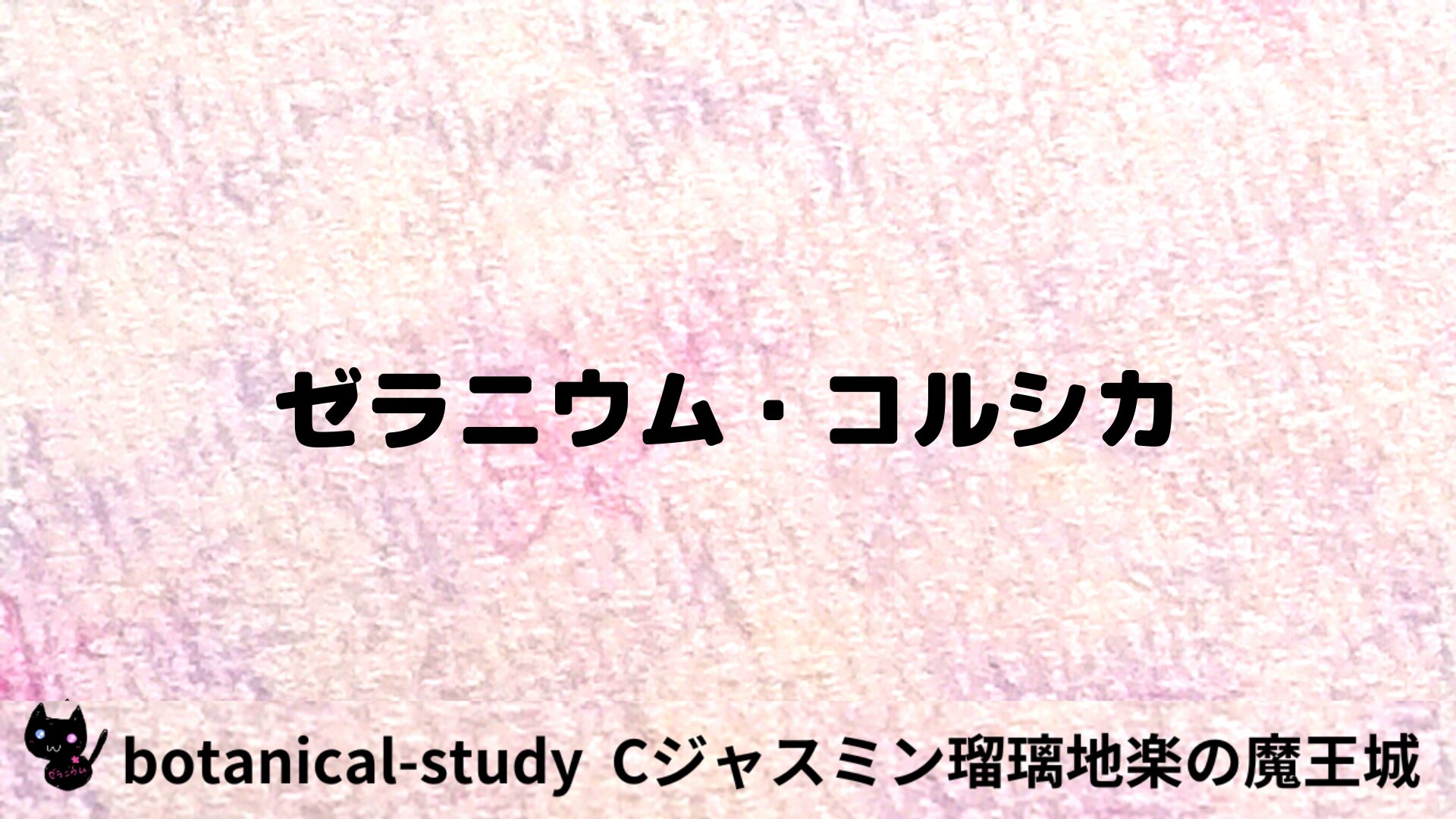 ゼラニウム・コルシカのアロマハーブプチ辞典用アイキャッチ＠botanical-study