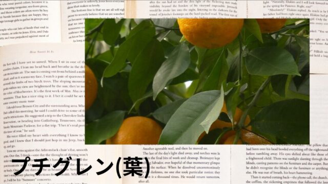 プチグレン(葉):プチ辞典