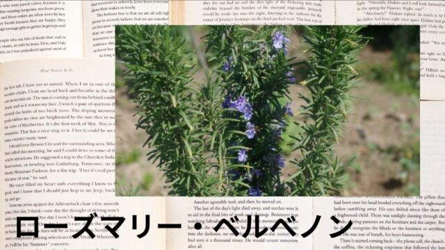 ローズマリー・ベルべノン:プチ辞典