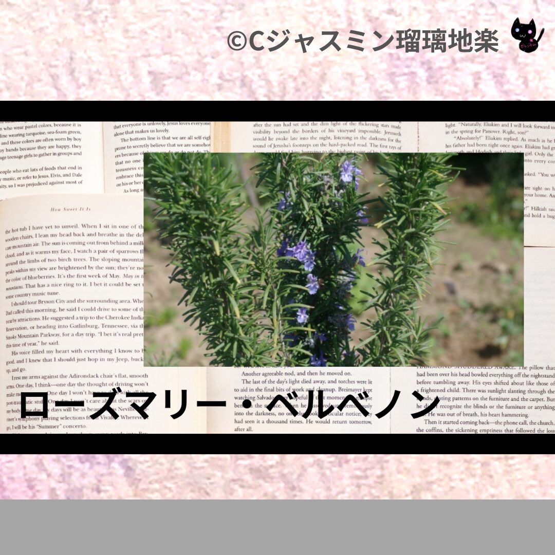 ローズマリー・ピラミダリスのアロマハーブプチ辞典クイズ用アイキャッチ@botanical-study