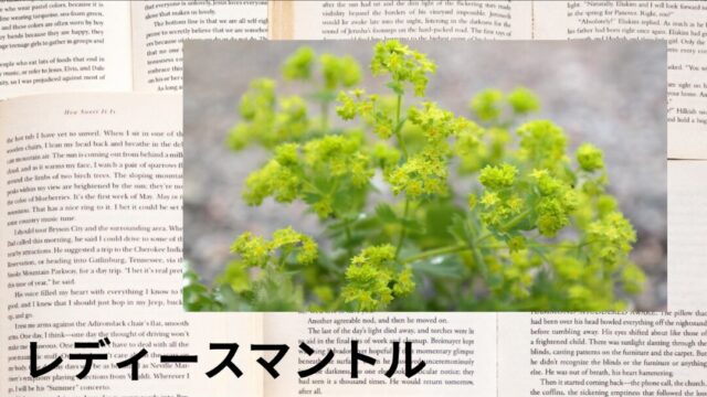 レディースマントル:プチ辞典