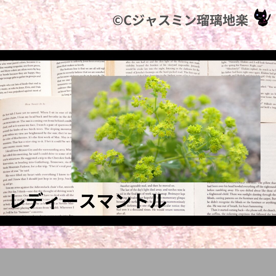 レディースマントルのアロマハーブプチ辞典クイズ用アイキャッチ＠botanical-study/ハーブ