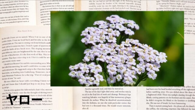 ヤロー:プチ辞典