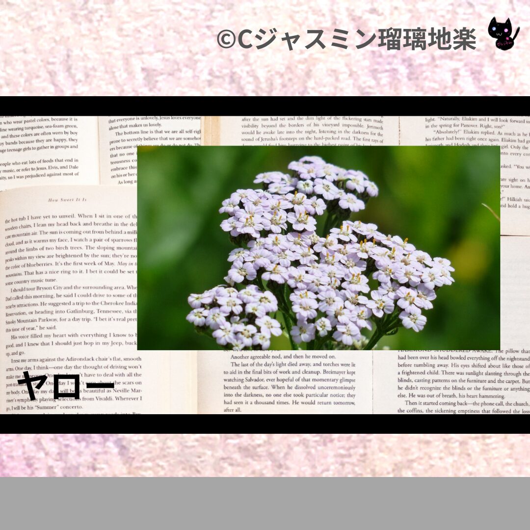 ヤローのアロマハーブプチ辞典クイズ用アイキャッチ＠botanical-study