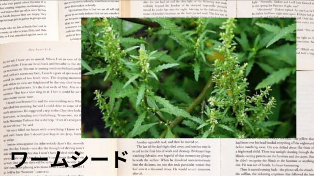 ワームシード：プチ辞典