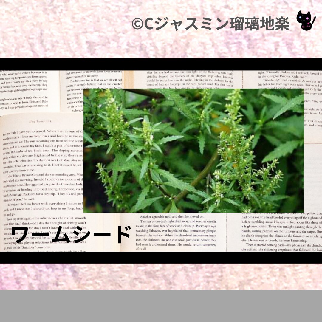 ヒバのアロマハーブプチ辞典クイズ用アイキャッチ@botanical-study