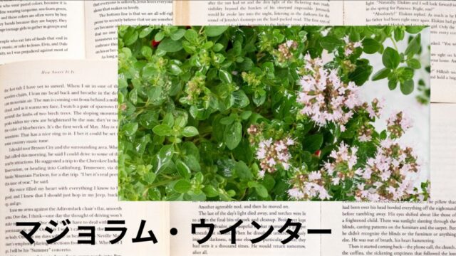 マジョラム・ウインター:プチ辞典
