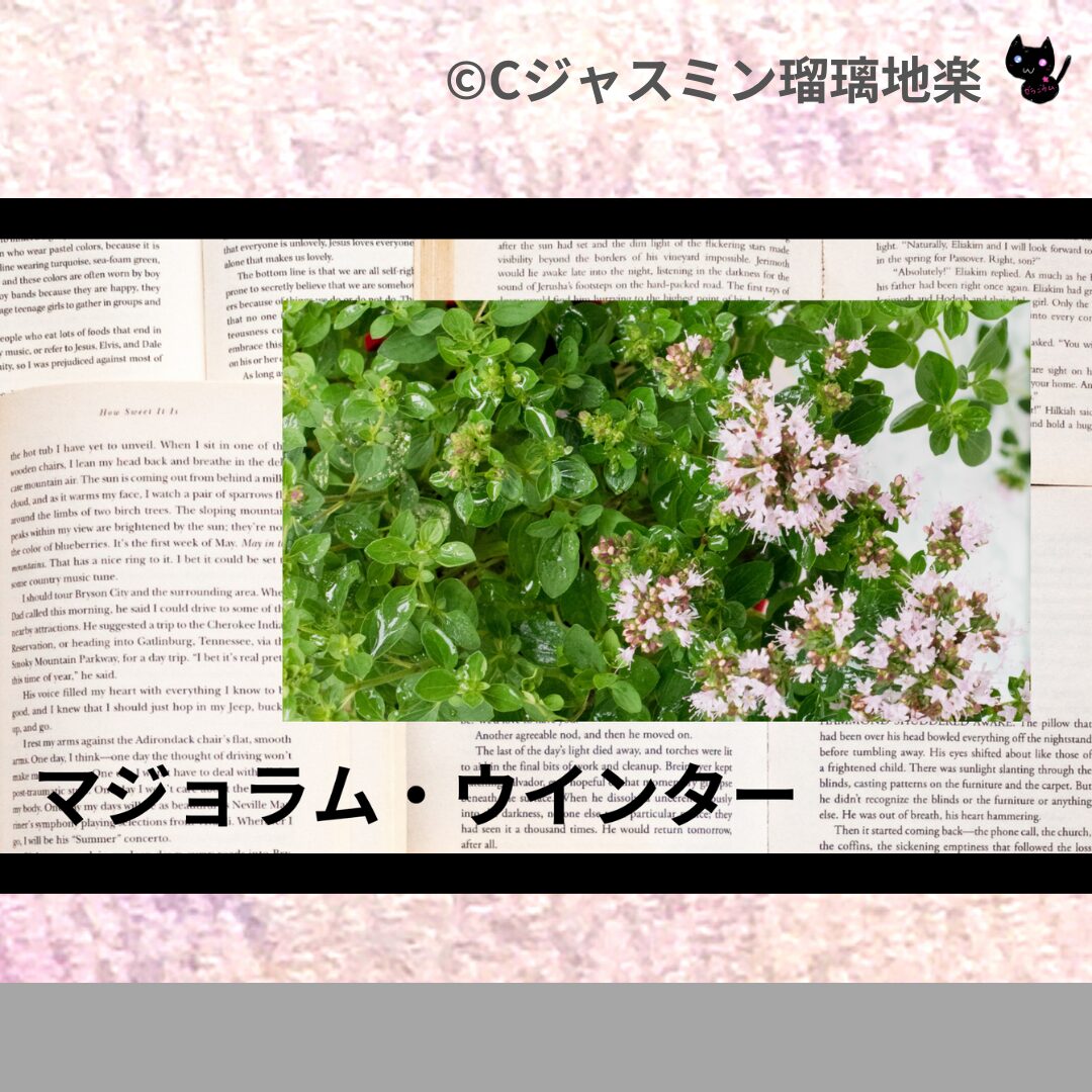 himalayan-cedar-ヒマラヤスギ/アイキャッチ-aromatherapy-herbs-petit-dictionary-quiz-botanical-study-gCJ.jpg