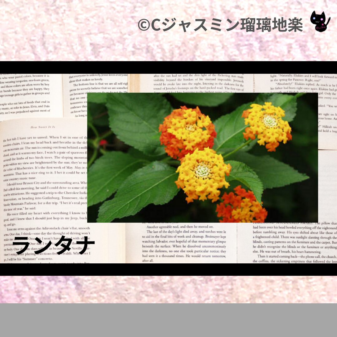 フェンネルのアロマハーブプチ辞典クイズ用アイキャッチ＠botanical-study/ハーブ