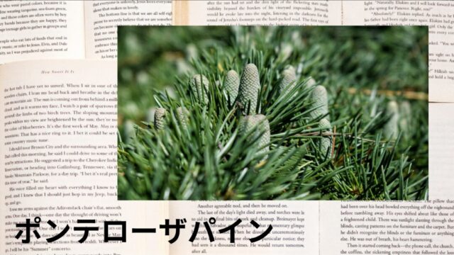 ポンテローザパイン：プチ辞典