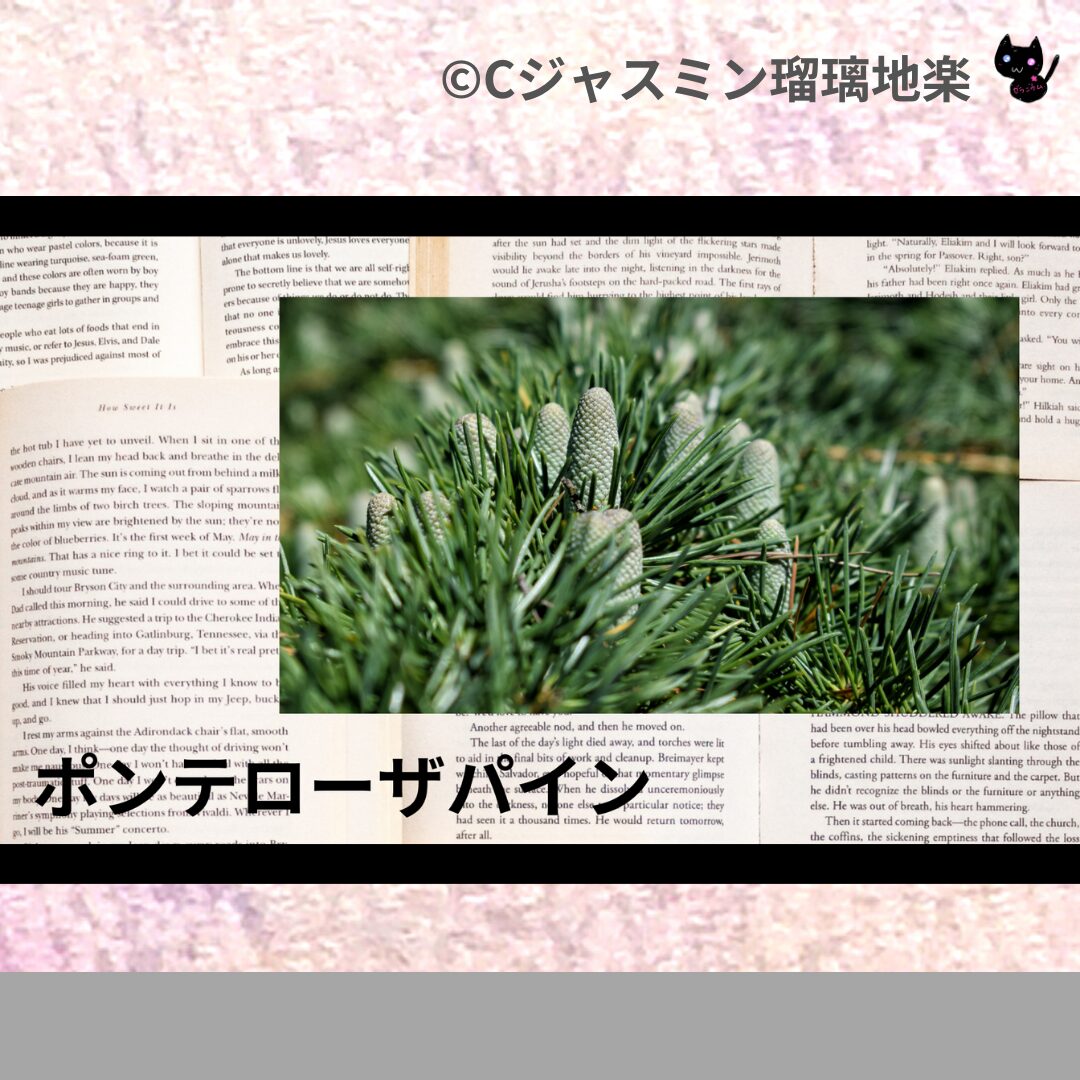 ポンテローザパインのアロマハーブプチ辞典クイズ用アイキャッチ＠botanical-study