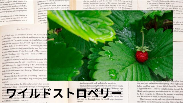 ワイルドストロベリー：プチ辞典